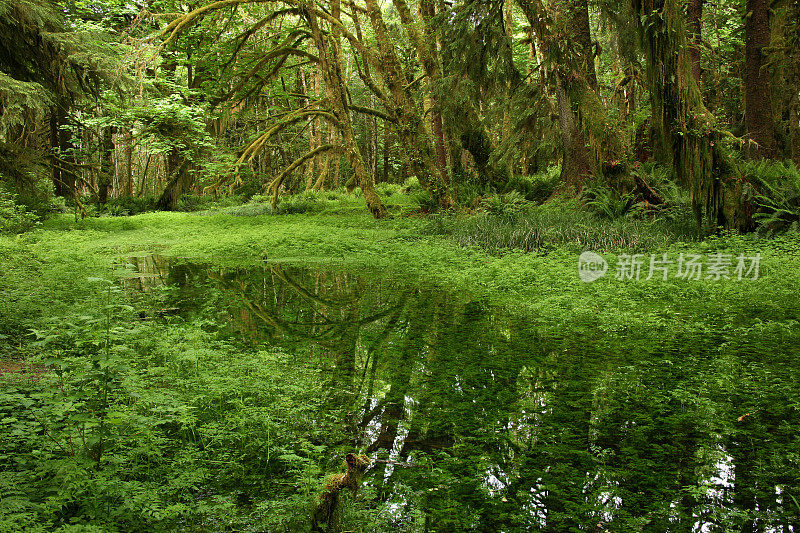 Quinault Maple Glade雨林，奥林匹克国家公园